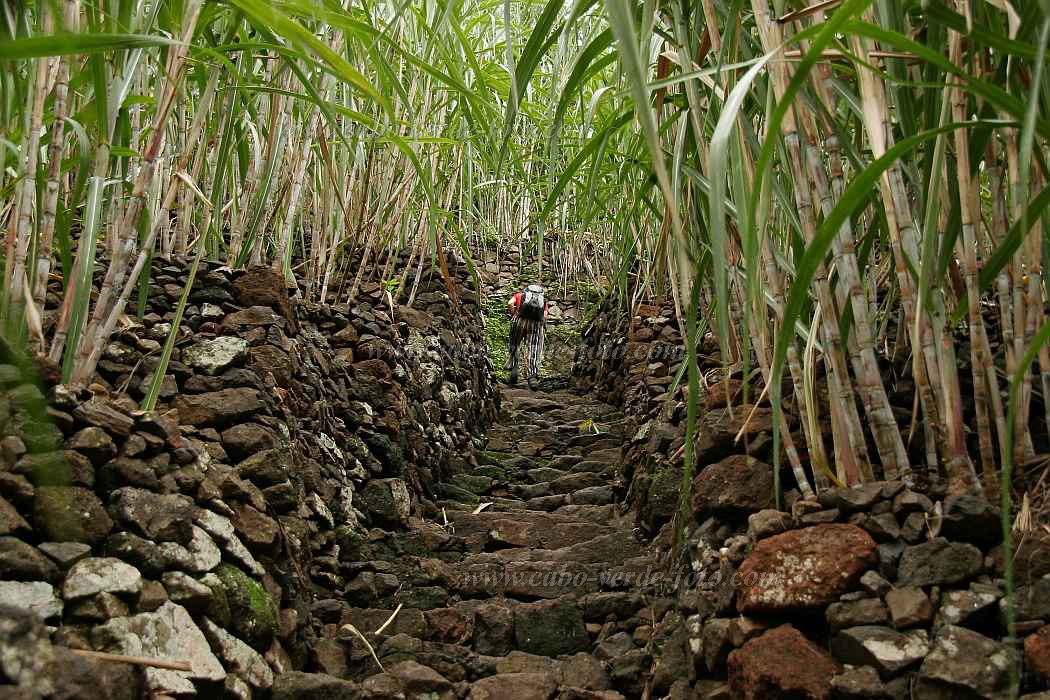 Santo Anto : Lombo de Pico : sugar cane : Landscape AgricultureCabo Verde Foto Gallery