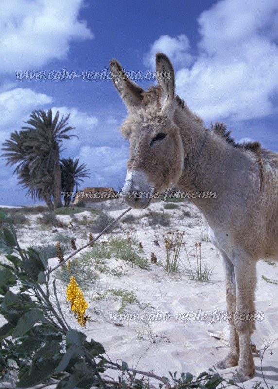 Insel: Boa Vista  Wanderweg:  Ort: Rabil Motiv: Esel Motivgruppe: Nature Animals © Pitt Reitmaier www.Cabo-Verde-Foto.com