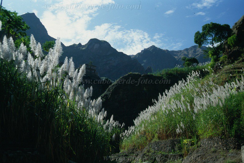 Santo Anto : Caibros : sugar cane : Landscape AgricultureCabo Verde Foto Gallery