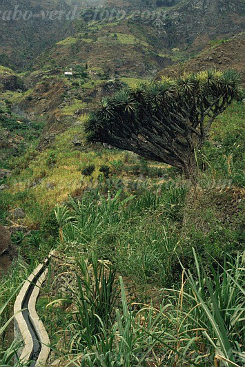 Insel: Santo Anto  Wanderweg:  Ort: Paul Ch de Joao Vaz Motiv: Drachenbaum Motivgruppe: Nature Plants © Pitt Reitmaier www.Cabo-Verde-Foto.com