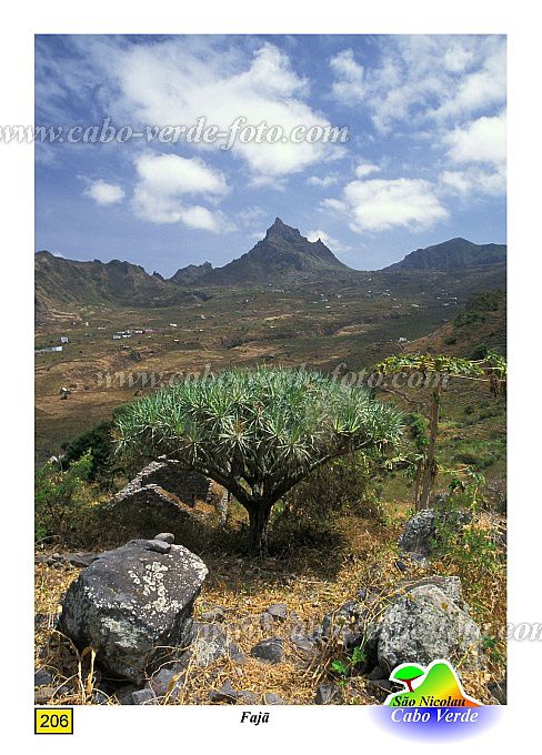 So Nicolau : Pico Agudo - Faja : dragon tree : Landscape MountainCabo Verde Foto Gallery