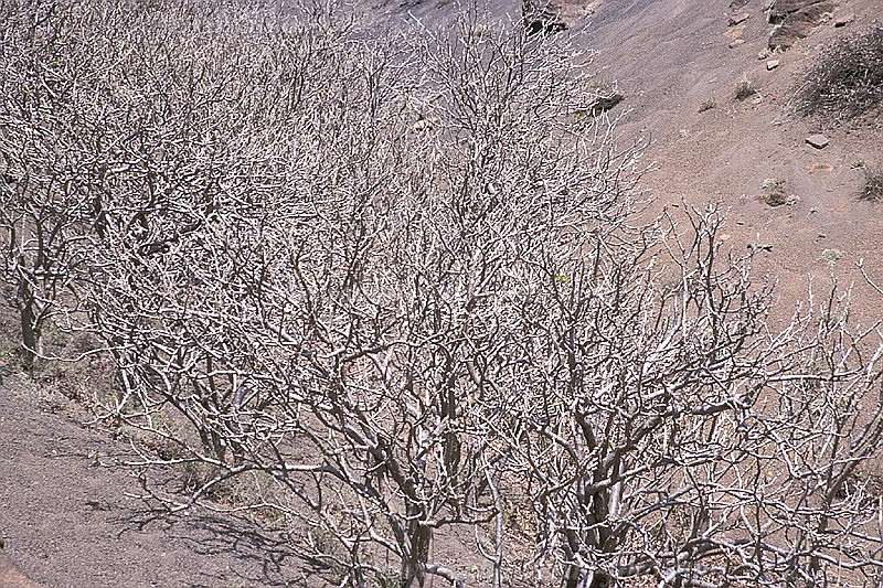 So Nicolau : Hortela Monte Gordo : figueira : Nature PlantsCabo Verde Foto Gallery