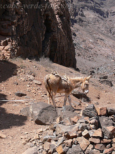 Insel: So Vicente  Wanderweg:  Ort: Santa Luzia da Terra Motiv: Esel Motivgruppe: Nature Animals © Pitt Reitmaier www.Cabo-Verde-Foto.com