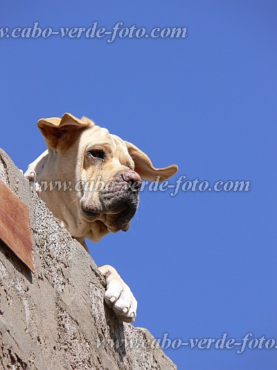 Insel: So Vicente  Wanderweg:  Ort: Ribeira da Vinha Motiv: Hund Motivgruppe: Nature Animals © Pitt Reitmaier www.Cabo-Verde-Foto.com