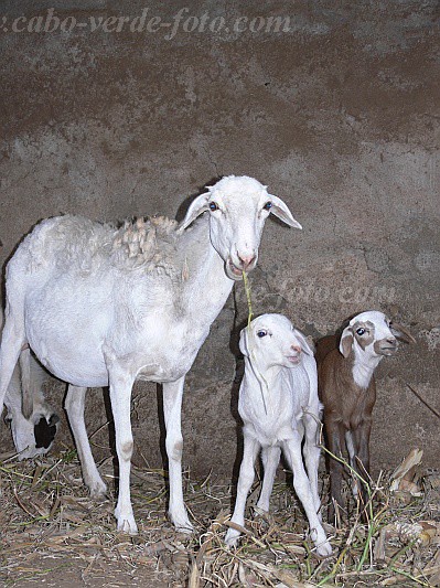 So Nicolau : Cabecalim : sheep : Nature AnimalsCabo Verde Foto Gallery