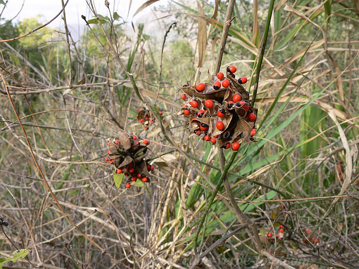 Santiago : So Jorge dos Orgaos : conta cabalo - Santa Clara : Nature PlantsCabo Verde Foto Gallery