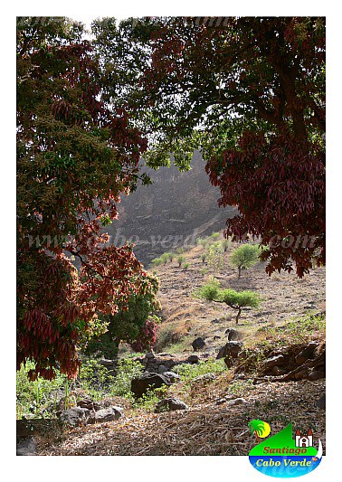 Santiago : Pico Leao : mango tree : Landscape AgricultureCabo Verde Foto Gallery