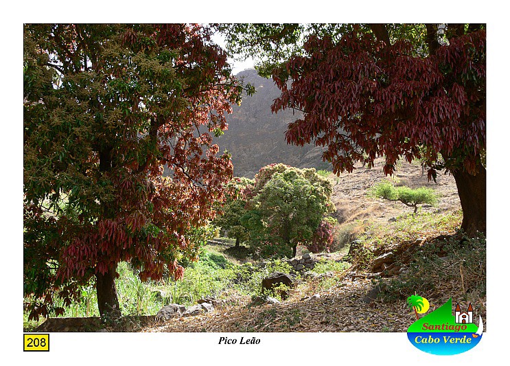 Santiago : Pico Leao : mango tree : Landscape AgricultureCabo Verde Foto Gallery