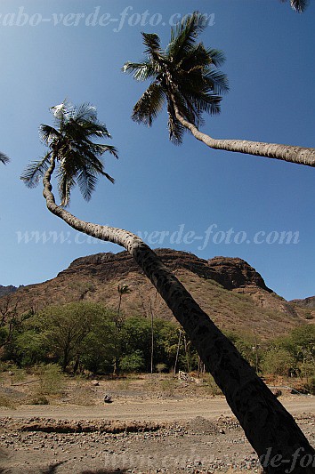 Insel: Santiago  Wanderweg:  Ort: Mina de Ouro Motiv: Kokospalme Motivgruppe: Landscape Agriculture © Pitt Reitmaier www.Cabo-Verde-Foto.com