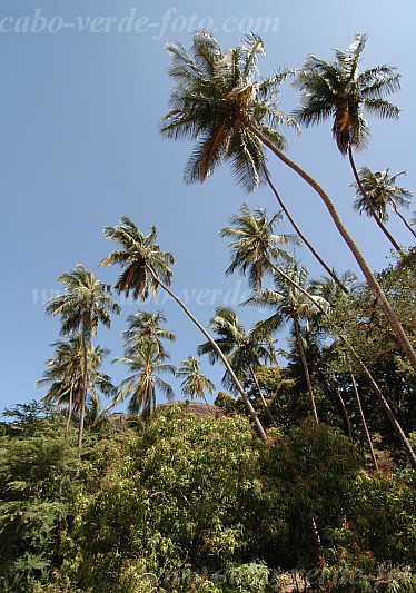 Insel: Santiago  Wanderweg:  Ort: Mina de Ouro Motiv: Kokospalme Motivgruppe: Landscape Agriculture © Pitt Reitmaier www.Cabo-Verde-Foto.com