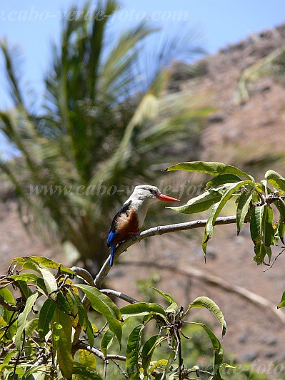 Insel: Santiago  Wanderweg:  Ort: Ganxemba Motiv: Graukopfliest Motivgruppe: Nature Animals © Pitt Reitmaier www.Cabo-Verde-Foto.com