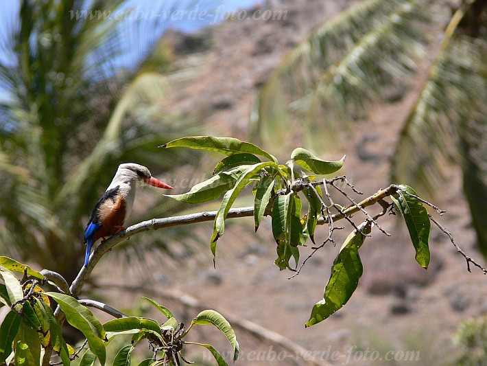 Insel: Santiago  Wanderweg:  Ort: Ganxemba Motiv: Graukopfliest Motivgruppe: Nature Animals © Pitt Reitmaier www.Cabo-Verde-Foto.com