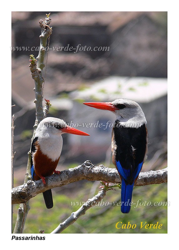 Insel: Santiago  Wanderweg:  Ort: Boa Entradinha Motiv: Eisvogel Graukopfliest Motivgruppe: Nature Animals © Pitt Reitmaier www.Cabo-Verde-Foto.com