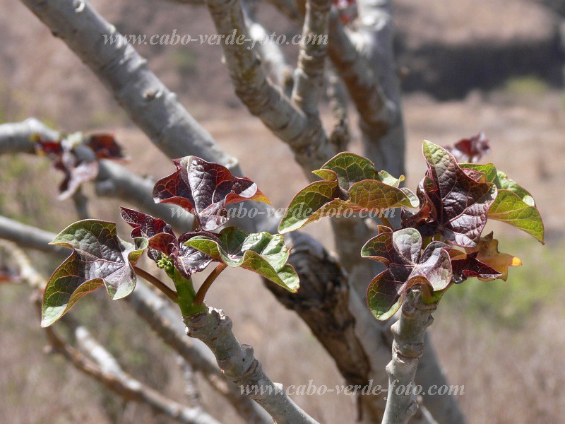 Santiago : Cho da Abbora : figueira : Nature PlantsCabo Verde Foto Gallery