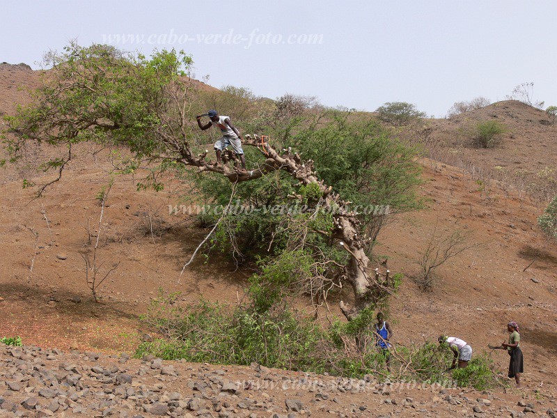 Santiago : Ribeireta : timber : TechnologyCabo Verde Foto Gallery