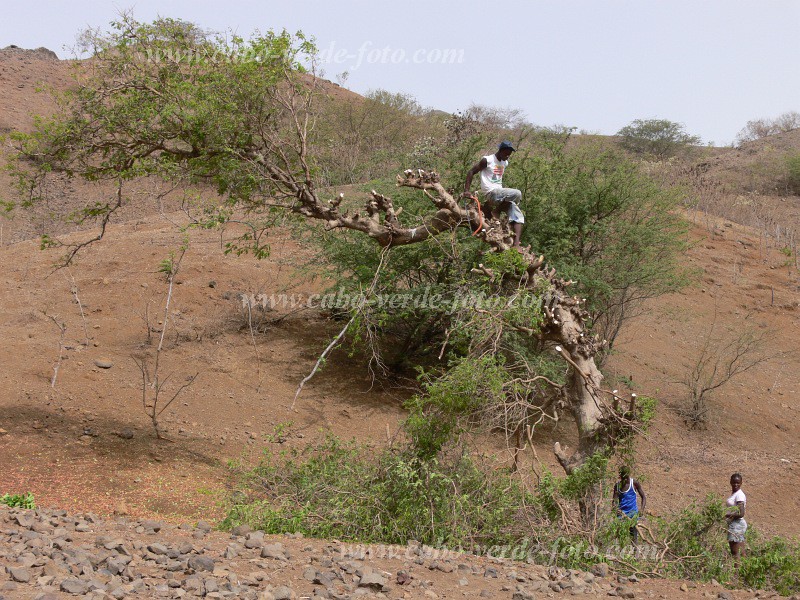 Santiago : Ribeireta : timber : TechnologyCabo Verde Foto Gallery