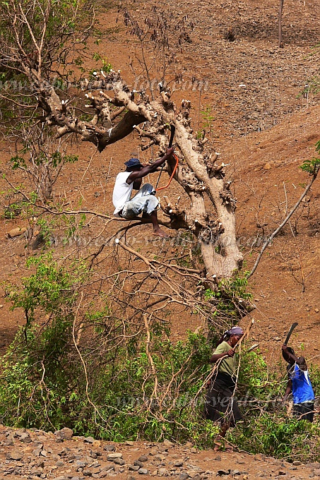 Santiago : Ribeireta : firewood : TechnologyCabo Verde Foto Gallery