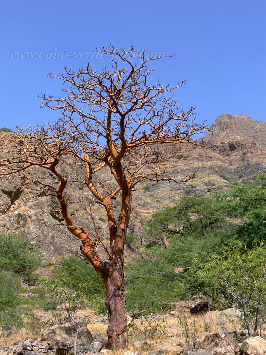 Insel: Brava  Wanderweg:  Ort: Ribeira Ferreiros Motiv: Baum Motivgruppe: Nature Plants © Pitt Reitmaier www.Cabo-Verde-Foto.com