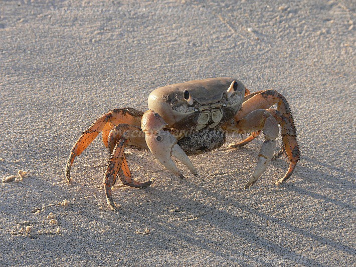 Boa Vista : Vila Sal Rei : craca : Nature AnimalsCabo Verde Foto Gallery