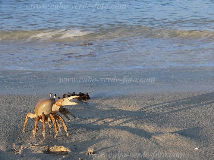 Boa Vista : Vila Sal Rei : craca : Nature AnimalsCabo Verde Foto Gallery