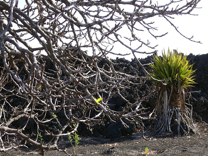 Fogo : Ch das Caldeiras : figueira : Nature PlantsCabo Verde Foto Gallery