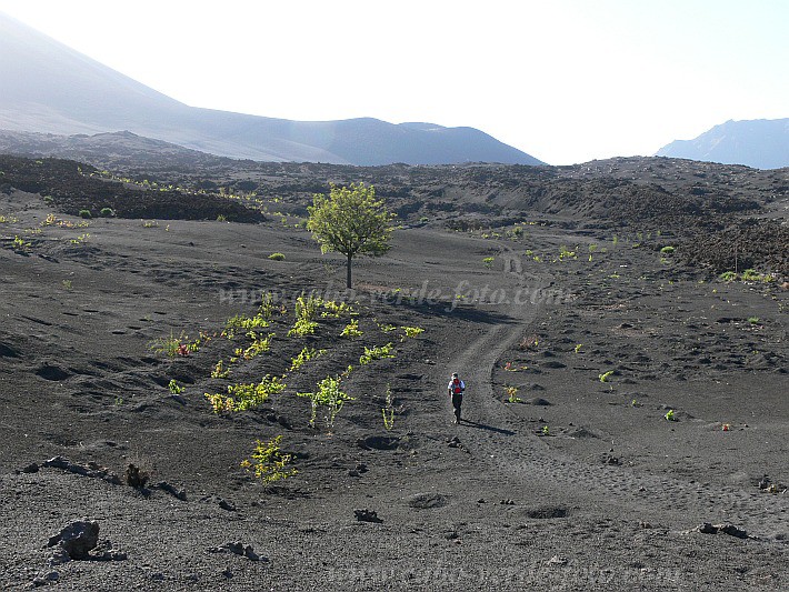 Insel: Fogo  Wanderweg:  Ort: Ch das Caldeiras Motiv: Grevillee Australische Silbereiche Motivgruppe: Landscape Mountain © Pitt Reitmaier www.Cabo-Verde-Foto.com