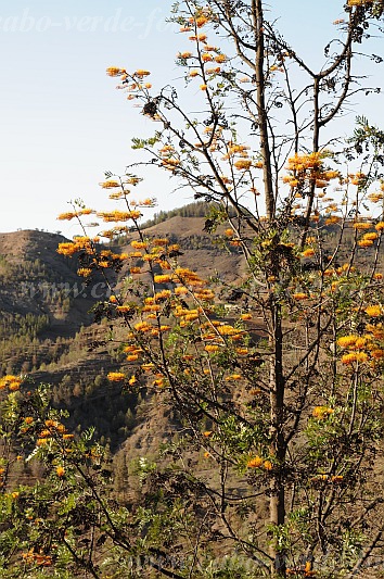 Santo Anto : Lagoa : grevillea australian silk oak : Nature PlantsCabo Verde Foto Gallery