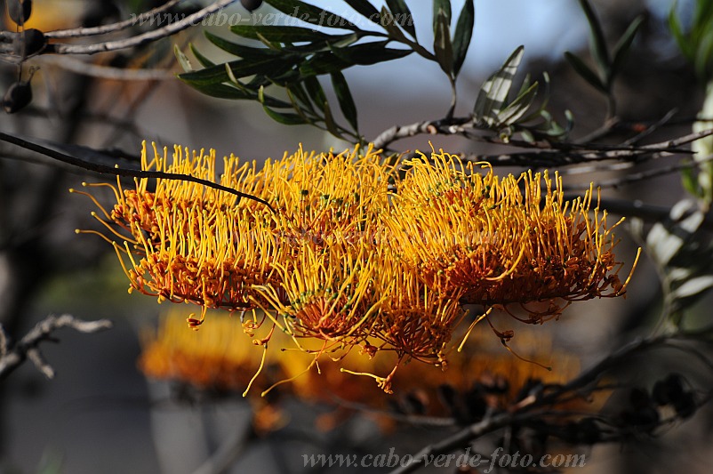 Santo Anto : Lagoa : grevillea australian silk oak : Nature PlantsCabo Verde Foto Gallery