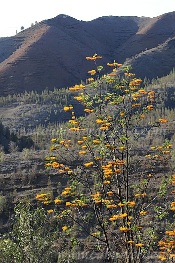 Santo Anto : Lagoa : grevillea australian silk oak : Nature PlantsCabo Verde Foto Gallery