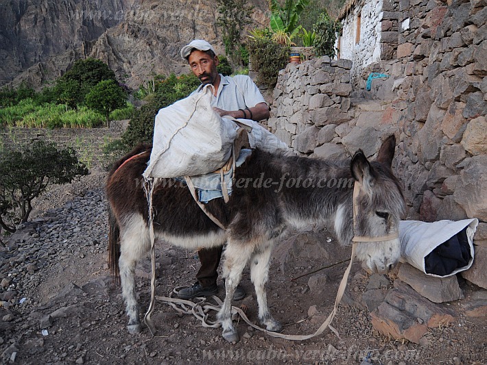 Santo Anto : Caetano Bordeira de Norte : donkey : Technology TransportCabo Verde Foto Gallery