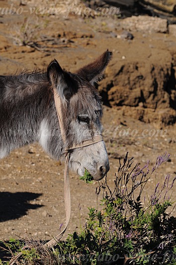 Santo Anto : Bordeira de Norte : hiking trail donkey : Nature AnimalsCabo Verde Foto Gallery