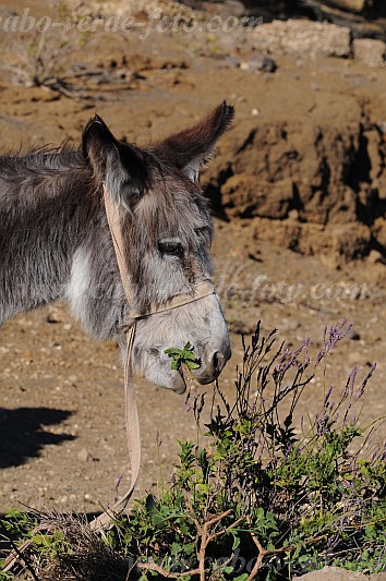 Santo Anto : Bordeira de Norte : percurso pedestre burro : Nature AnimalsCabo Verde Foto Gallery