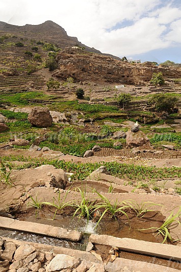 Santo Anto : Tarrafal de Monte Trigo : inhame : Landscape AgricultureCabo Verde Foto Gallery