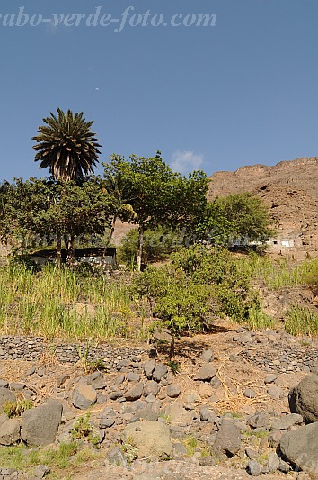 Santo Anto : Tarrafal de Monte Trigo Cavouco de Tarref : vale : Landscape AgricultureCabo Verde Foto Gallery