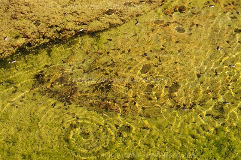 Santo Anto : Tarrafal de Monte Trigo Cavouco de Tarref : nagoia : Nature AnimalsCabo Verde Foto Gallery