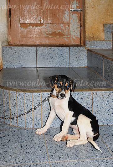 So Vicente : Mindelo Bela Vista : dog : Nature AnimalsCabo Verde Foto Gallery