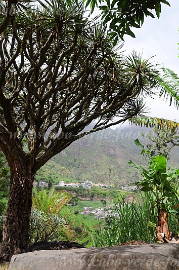 Santo Anto : Paul Ch de Padre : dragon tree : Nature PlantsCabo Verde Foto Gallery