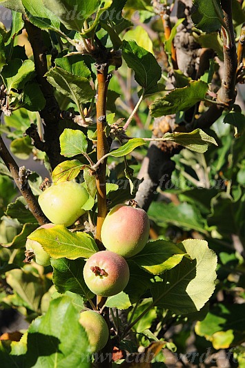 Fogo : Ch das Caldeiras : apple : Nature PlantsCabo Verde Foto Gallery