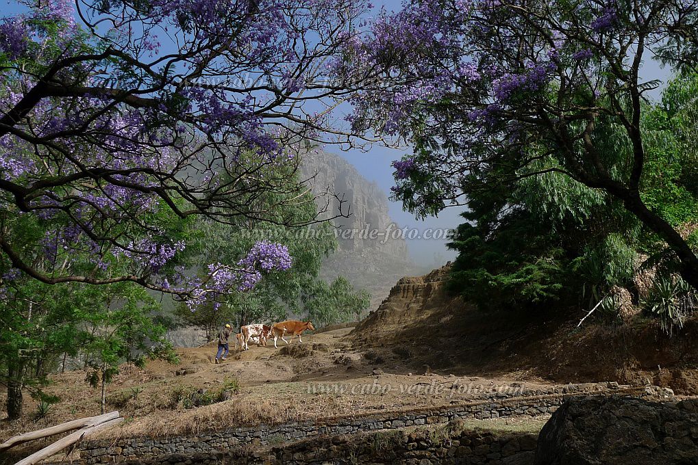 Santo Antão : Pico da Cruz Pero Dias : Water point flowering Jacaranda : Landscape ForestCabo Verde Foto Gallery