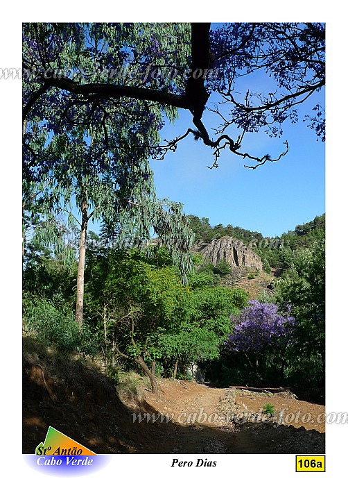 Santo Anto : Pero Dias : flowering jacaranda hiking trail : Landscape ForestCabo Verde Foto Gallery