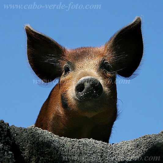 Santo Anto : Pero Dias : pig : Nature AnimalsCabo Verde Foto Gallery