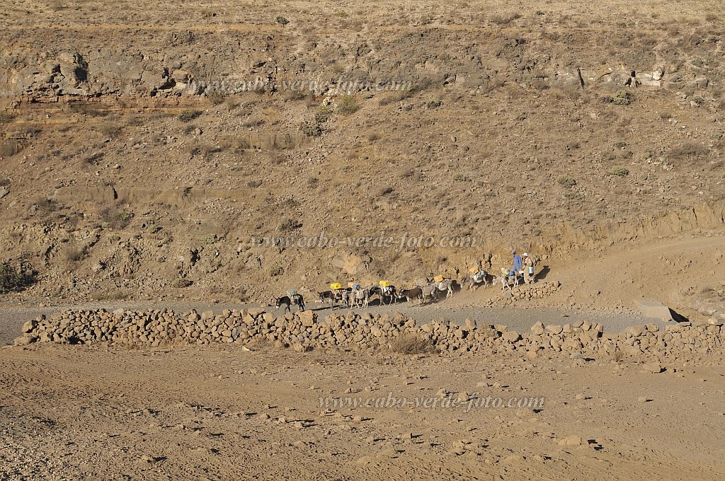 Santo Antão : Norte Cha de Feijoal : pastores burros na aguada : Landscape DesertCabo Verde Foto Gallery