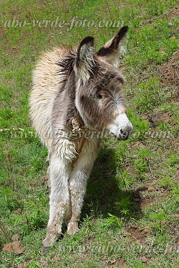 Santo Anto : Pico da Cruz Lombo Vermelho : donkey : Nature AnimalsCabo Verde Foto Gallery