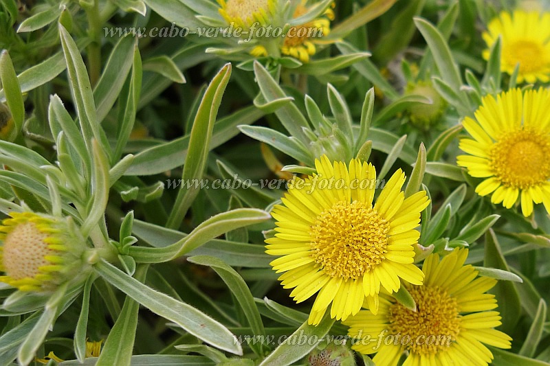 Santo Anto : Norte Tope de Coroa : macela : Nature PlantsCabo Verde Foto Gallery