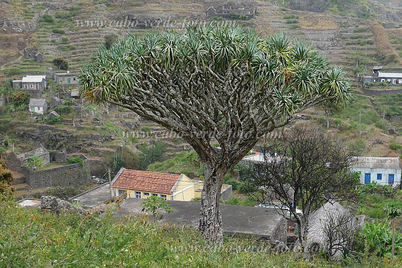 Santo Anto : Monte Joana : dragon tree : Nature PlantsCabo Verde Foto Gallery