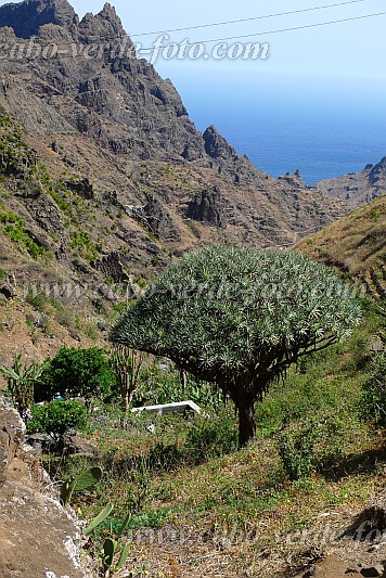 Insel: São Nicolau  Wanderweg: 203 Ort: Fragata Cruzinha Motiv: Drachenbaum Motivgruppe: Nature Plants © Pitt Reitmaier www.Cabo-Verde-Foto.com
