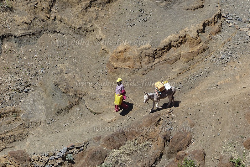 Insel: Santo Anto  Wanderweg: 207a Ort: Ribeira de Poi Motiv: Wanderweg mit Esel auf dem Weg zur Quelle Motivgruppe: Landscape © Pitt Reitmaier www.Cabo-Verde-Foto.com