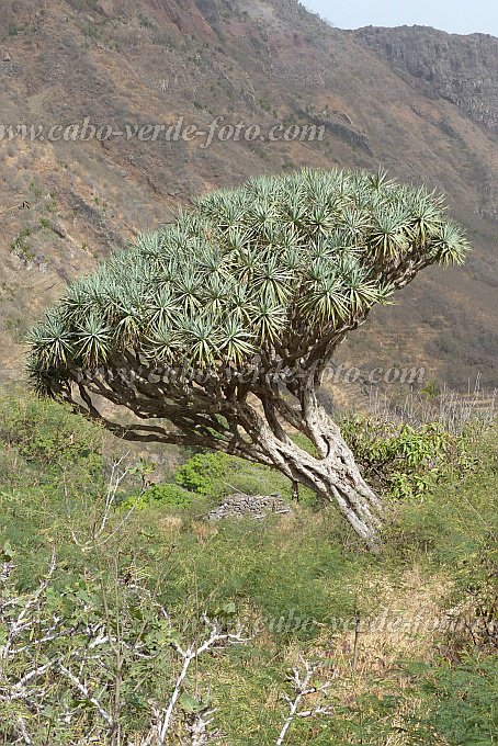 So Nicolau : Tzukud : dragon tree : Nature PlantsCabo Verde Foto Gallery