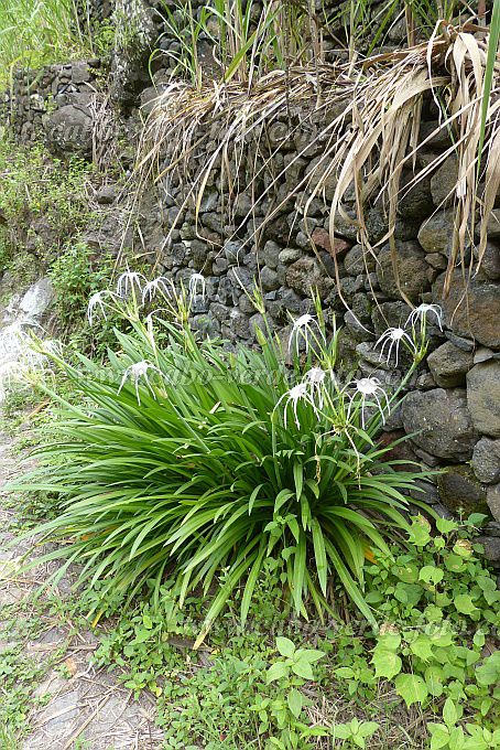 Santo Antão : Ribeira de Lombo de Pico : poisonbulb, Queen Emma lily : Nature PlantsCabo Verde Foto Gallery