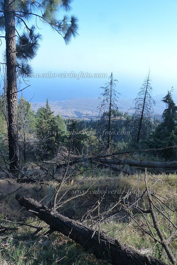 Santo Antão : Pico da Cruz : Troncos mortos e pinheiros em re-plantacoes : Landscape ForestCabo Verde Foto Gallery